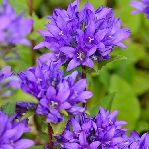 Campanula glomerata var. acaulis, Dwarf Clustered Bellflower, Purple flowers